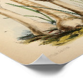 Vintag 1863 Gemeinsame weiß gekleidete Pilze Kunst Poster (Ecke)