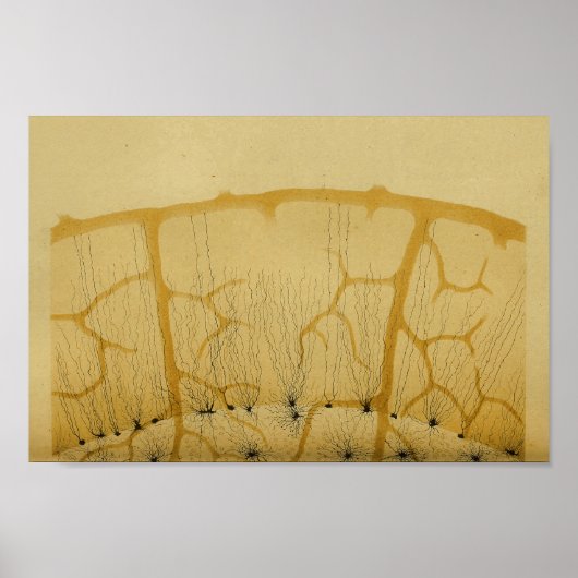 Vintag 1886 Nerven des Zentralnervensystems Poster (Vorne)