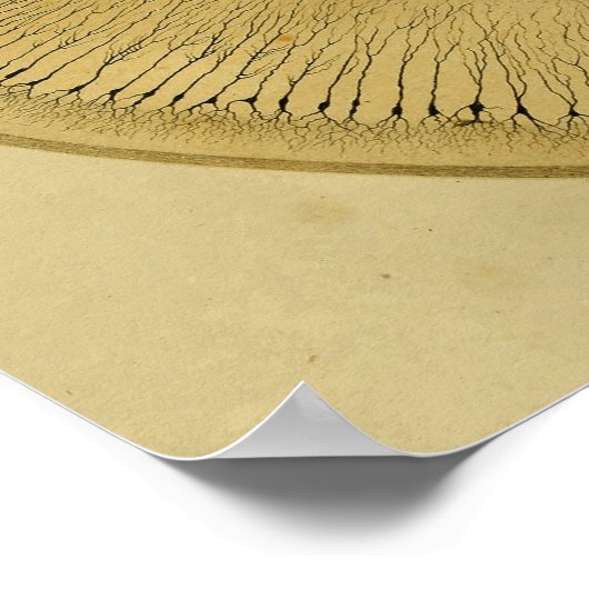 Vintag 1886 Nerven des Zentralnervensystems Poster (Ecke)