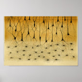 Vintag 1886 Nerven des Zentralnervensystems Poster (Vorne)