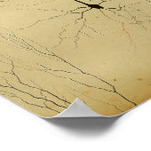 Vintag 1886 Nerven des Zentralnervensystems Poster (Ecke)