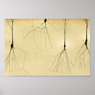 Vintag 1886 Nerven des Zentralnervensystems Poster