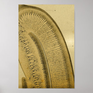 Vintag 1886 Nerven des Zentralnervensystems Poster