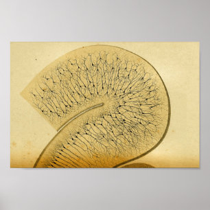 Vintag 1886 Nerven des Zentralnervensystems Poster