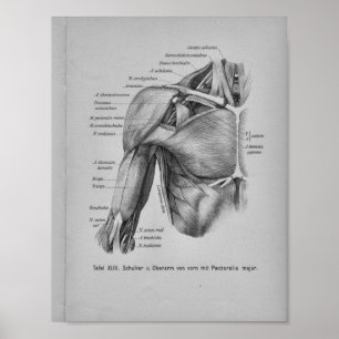 Vintag 1888 Anatomie Druck Schulterarm Poster