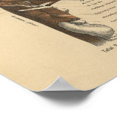 Vintag 1888 Anatomie Drucknackenmuskeln Poster (Ecke)