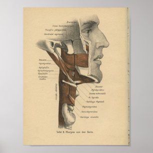 Vintag 1888 Anatomie Drucknackenmuskeln Poster