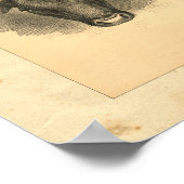 Vintag 1888 Bull Print Poster (Ecke)