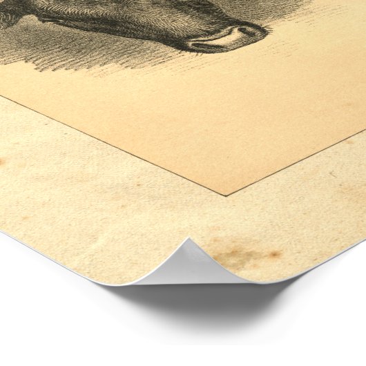 Vintag 1888 Bull Print Poster (Ecke)