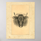 Vintag 1888 Bull Print Poster (Vorne)