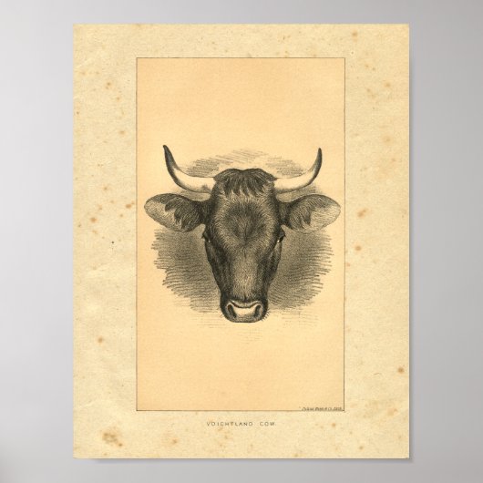Vintag 1888 Bull Print Poster (Vorne)