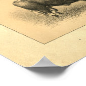 Vintag 1888 Bull Print Poster (Ecke)