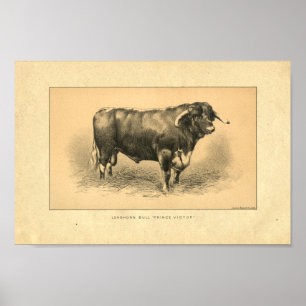 Vintag 1888 Bull Print Poster