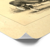 Vintag 1888 Bull Print Poster (Ecke)