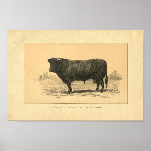 Vintag 1888 Bull Print Poster (Vorne)