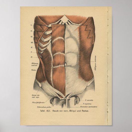 Vintag 1888 deutsche Anatomie Druckabdominen Muske Poster (Vorne)