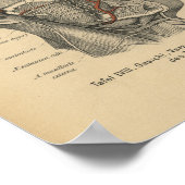 Vintag 1888 deutsche Anatomie Druckfedern Poster (Ecke)