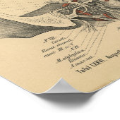 Vintag 1888 deutsche Anatomie Druckfedern Poster (Ecke)