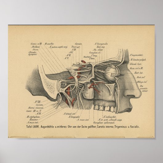 Vintag 1888 deutsche Anatomie Druckfedern Poster (Vorne)