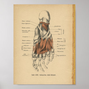 Vintag 1888 Deutsche Anatomie Druckfussknochen Poster