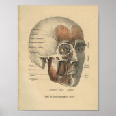 Vintag 1888 Deutsche Anatomie Druckgesichtsmuskeln Poster (Vorne)