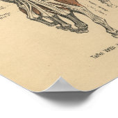 Vintag 1888 Deutsche Anatomie Druckhand Muskeln Poster (Ecke)