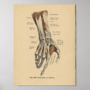 Vintag 1888 Deutsche Anatomie Druckhand Muskeln Poster