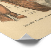 Vintag 1888 deutsche Anatomie Druckkastenmuskeln Poster (Ecke)