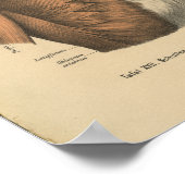 Vintag 1888 deutsche Anatomie Druckkastenmuskeln Poster (Ecke)