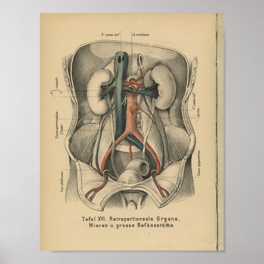 Vintag 1888 Deutsche Anatomie Druckkidneys Poster (Vorne)
