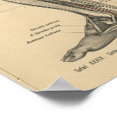 Vintag 1888 Deutsche Anatomie Druckkniebeuge Poster (Ecke)