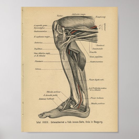 Vintag 1888 Deutsche Anatomie Druckkniebeuge Poster (Vorne)