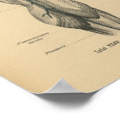 Vintag 1888 Deutsche Anatomie Druckkniebeuge Poster (Ecke)