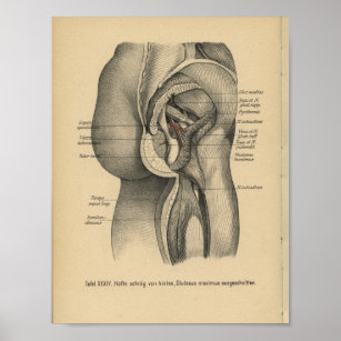 Vintag 1888 Deutsche Anatomie Druckleg Angesagt Poster