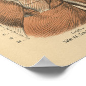 Vintag 1888 Deutsche Anatomie Druckschuldermuskeln Poster (Ecke)