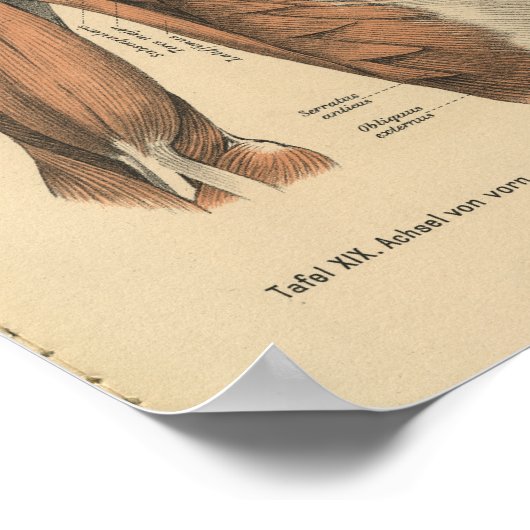 Vintag 1888 Deutsche Anatomie Druckschuldermuskeln Poster (Ecke)