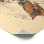 Vintag 1888 Deutsche Anatomie Druckschuldermuskeln Poster (Ecke)