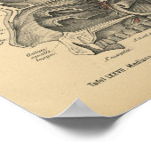 Vintag 1888 Deutsche Anatomie DruckSinuses Poster (Ecke)