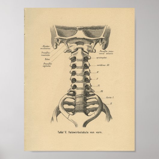 Vintag 1888 deutsche Anatomie Print Cervical Spine Poster (Vorne)
