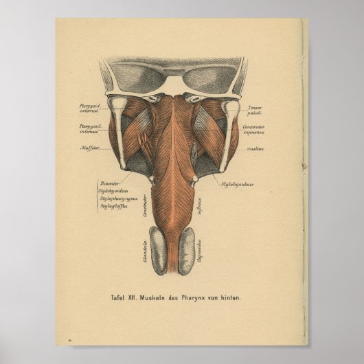 Vintag 1888 Deutsche Anatomie Print Pharynx Poster (Vorne)