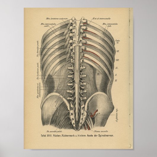Vintag 1888 deutsche Anatomie Print Spinal Nerves Poster (Vorne)