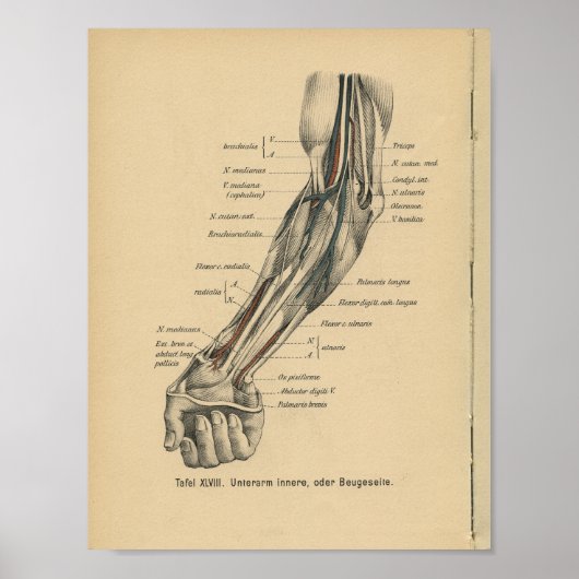 Vintag 1888 Deutscher Anatomie-Armarm Poster (Vorne)