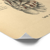 Vintag 1888 Deutscher Anatomie Druckfoot Poster (Ecke)
