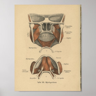 Vintag 1888 Deutscher Anatomie Druckknopf Poster