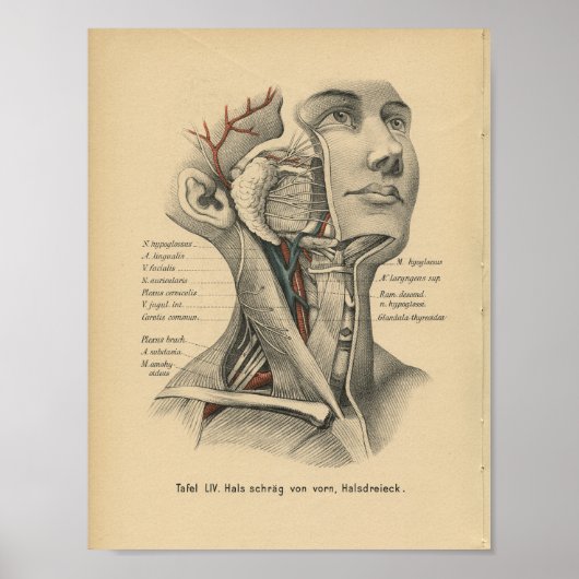 Vintag 1888 deutscher Anatomie Druckkopf Neck Poster (Vorne)