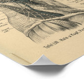 Vintag 1888 deutscher Anatomie Druckkopf Neck Poster (Ecke)