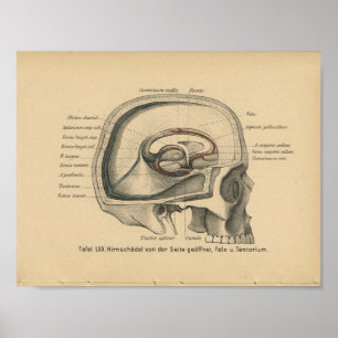 Vintag 1888 Deutscher Anatomie Druckkopf Poster
