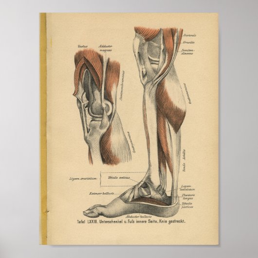 Vintag 1888 Deutscher Anatomie Druckleg Foot Poster (Vorne)