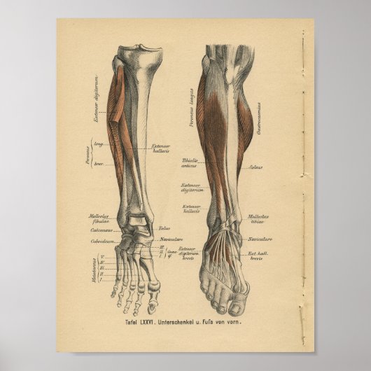 Vintag 1888 Deutscher Anatomie Druckleg Foot Poster (Vorne)