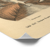 Vintag 1888 deutscher Anatomie Druckrahmen Poster (Ecke)